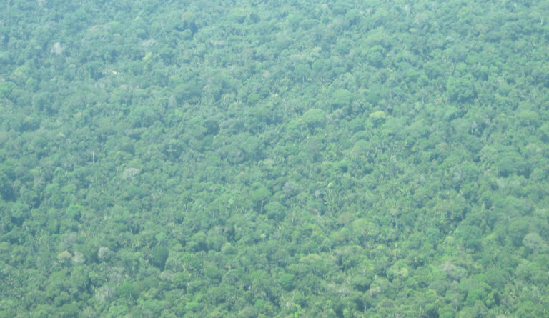 Vom Flugzeug aus hatte ich beste Sicht auf diesen intakten Urwald.