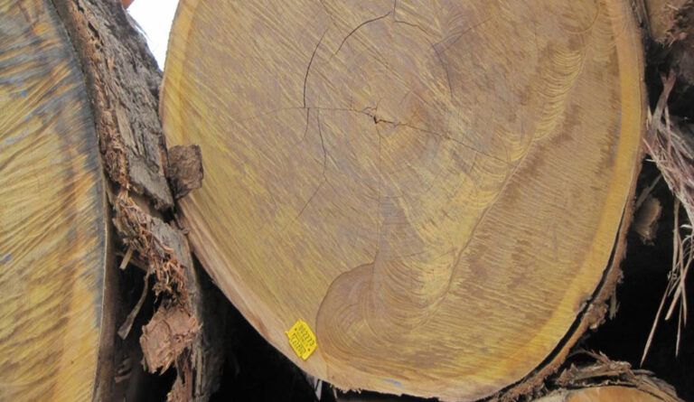 Dieser Baum wurde von der IBAMA zur Holzernte freigegeben und erhielt dadurch die Plakette, mit der die legale Gewinnung nachgewiesen werden kann. Das Gegenstück der Plakette wurde am Baumstumpf im Wald zur weiteren Kontrolle angebracht.